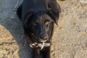 Photo №4. I will sell non-pedigree dogs in the city of Volgograd. from the shelter - price - Is free