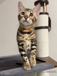 Photo №1. bengal cat - for sale in the city of BrentFord | negotiated | Announcement № 159139