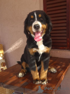 Photo №4. I will sell bernese mountain dog in the city of Vilovo. breeder - price - 317$