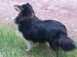Photo №3. Lovely Sheltie puppy boy. Czech Republic