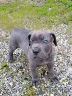 Photo №3. Cane Corso-puppy's te koop. Netherlands