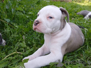Photo №3. We offer for sale American Bully puppies. Russian Federation