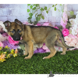 Photo №2 to announcement № 175436 for the sale of german shepherd - buy in United States private announcement, from nursery