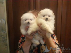 Photo №1. pomeranian - for sale in the city of Москва | negotiated | Announcement № 130433