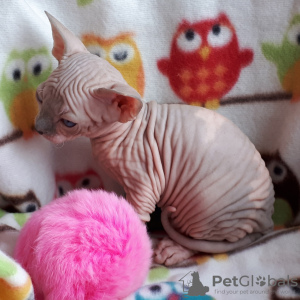 Photo №4. I will sell sphynx-katze in the city of Sydney. from nursery, from the shelter - price - 1800$