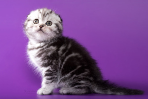 Photo №1. scottish fold - for sale in the city of Minsk | 400$ | Announcement № 5073