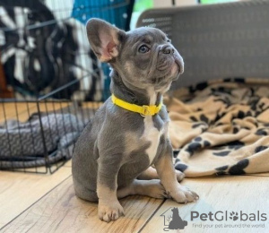 Photo №1. french bulldog - for sale in the city of Штутгарт | Is free | Announcement № 129618