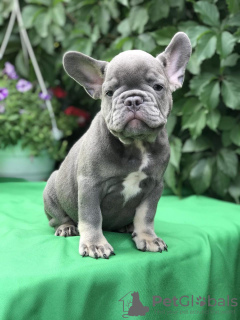 Additional photos: French Bulldog