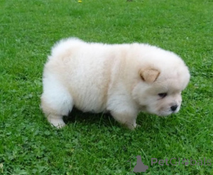 Photo №4. I will sell chow chow in the city of Gaver.  - price - 516$