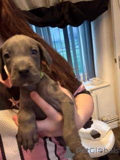 Photo №1. great dane - for sale in the city of Dovilai | negotiated | Announcement № 159875