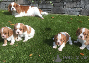 Photo №1. cavalier king charles spaniel - for sale in the city of Vilkavishkis | negotiated | Announcement № 159859