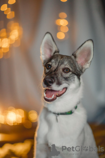 Photo №2 to announcement № 126103 for the sale of non-pedigree dogs - buy in Russian Federation private announcement