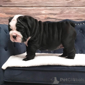 Photo №2 to announcement № 138864 for the sale of english bulldog - buy in Germany private announcement, breeder