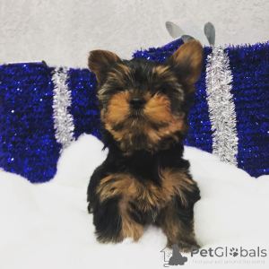 Photo №3. Beautiful Yorkie Russel Puppies for sale. United States