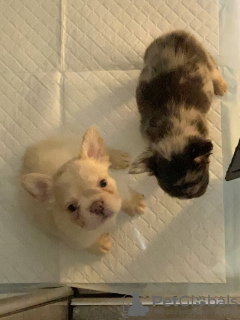 Photo №2 to announcement № 132760 for the sale of french bulldog - buy in Germany private announcement