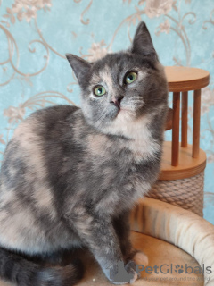 Additional photos: Little cute tricolor cat Shunya is looking for a home!