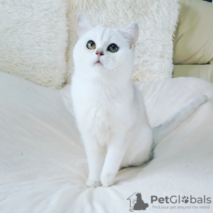 Photo №2 to announcement № 47983 for the sale of british shorthair - buy in United States from nursery, breeder