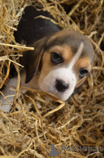 Photo №1. beagle - for sale in the city of Maidenhead | 0$ | Announcement № 30082