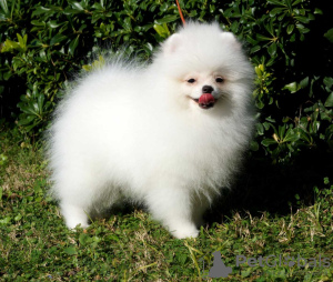 Photo №1. pomeranian - for sale in the city of Berlin | 280$ | Announcement № 27886