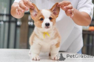 Photo №1. welsh corgi - for sale in the city of Wels | 310$ | Announcement № 168084