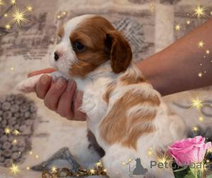 Photo №4. I will sell cavalier king charles spaniel in the city of Minsk. breeder - price - negotiated