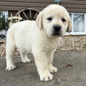 Photo №4. I will sell labradoodle in the city of Munich. breeder - price - negotiated