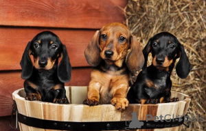 Photo №1. dachshund - for sale in the city of Lichtenberg | negotiated | Announcement № 41668
