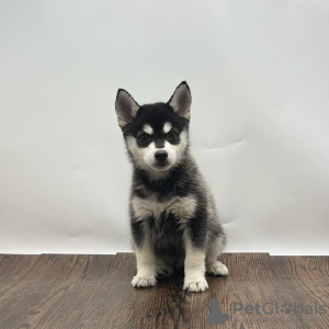 Photo №1. alaskan klee kai - for sale in the city of Prague | 300$ | Announcement № 111197