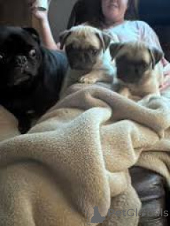 Photo №1. pug - for sale in the city of Manchester | 723$ | Announcement № 165715