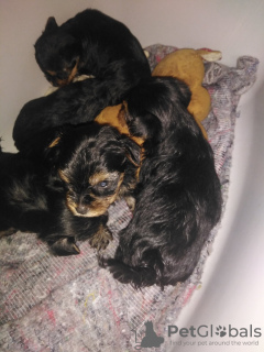 Additional photos: Miniature Yorkie puppies.