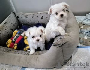 Photo №3. Korean Maltese. Poland