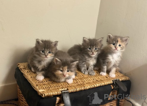 Photo №1. maine coon - for sale in the city of Helsinki | 929$ | Announcement № 160420