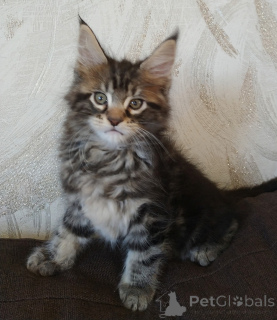 Photo №1. maine coon - for sale in the city of Tyumen | 1217$ | Announcement № 135370