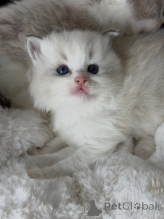 Photo №3. Playful spirit, loving heart Finn is the perfect mix of fun and affection.. Netherlands