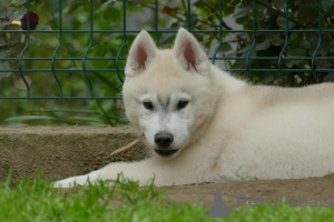 Photo №1. siberian husky - for sale in the city of Ниш | negotiated | Announcement № 54508