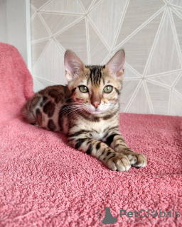 Photo №4. I will sell bengal cat in the city of Minsk. from nursery, breeder - price - 415$