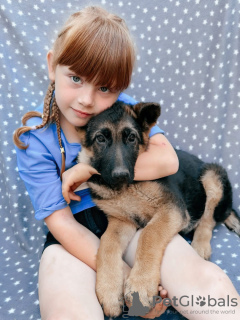 Photo №2 to announcement № 57264 for the sale of german shepherd - buy in Russian Federation 