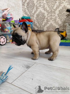 Additional photos: French bulldog puppies