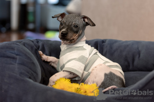 Photo №3. Lovely American Hairless Terrier puppy. Lithuania