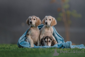 Photo №1. saluki - for sale in the city of Minsk | negotiated | Announcement № 19802