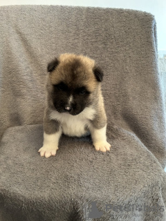 Photo №2 to announcement № 131717 for the sale of american akita - buy in Spain private announcement