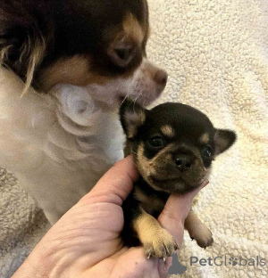 Photo №3. Extra small Chihuahuas. Serbia