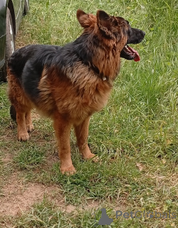 Photo №1. non-pedigree dogs - for sale in the city of Kladno | 141$ | Announcement № 141324