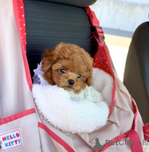 Photo №3. Male Toy poodle. Germany