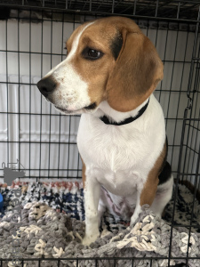 Photo №2 to announcement № 103232 for the sale of beagle - buy in United States private announcement