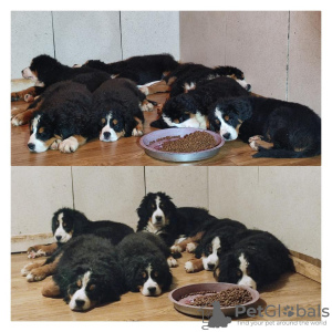 Photo №2 to announcement № 92168 for the sale of bernese mountain dog - buy in Serbia breeder