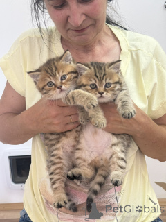 Photo №1. british shorthair - for sale in the city of Belgrade | negotiated | Announcement № 144408