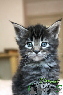 Photo №2 to announcement № 11014 for the sale of maine coon - buy in Russian Federation private announcement, from nursery, breeder