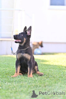 Photo №4. I will sell german shepherd in the city of Belgrade.  - price - negotiated