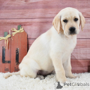 Photo №2 to announcement № 175900 for the sale of labrador retriever - buy in Germany private announcement